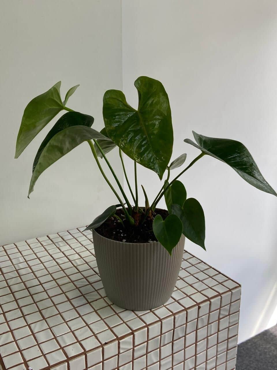 (replanted) anthurium in a planter