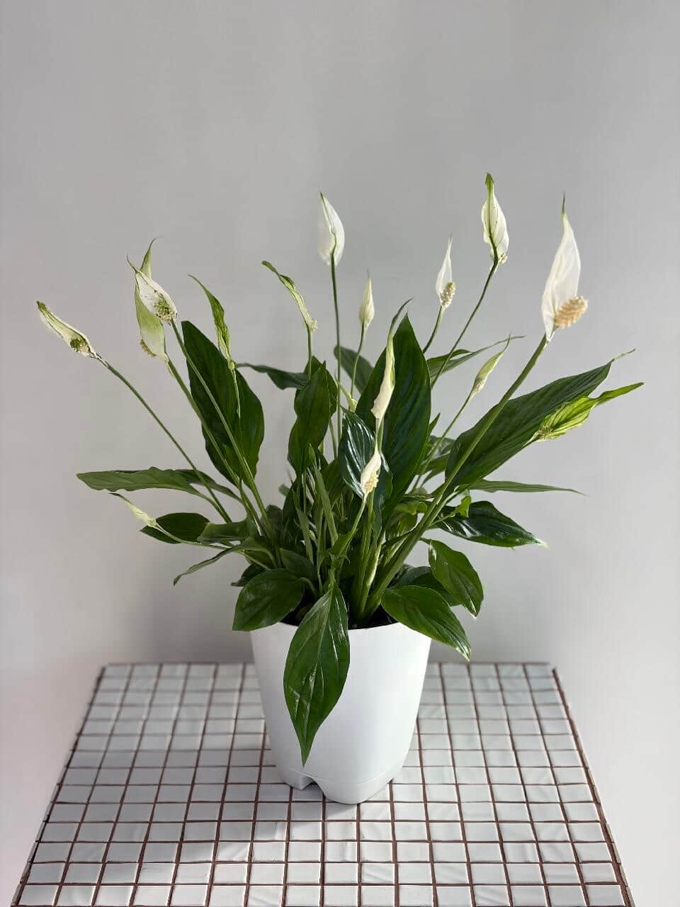 Spathiphyllum (replanted)