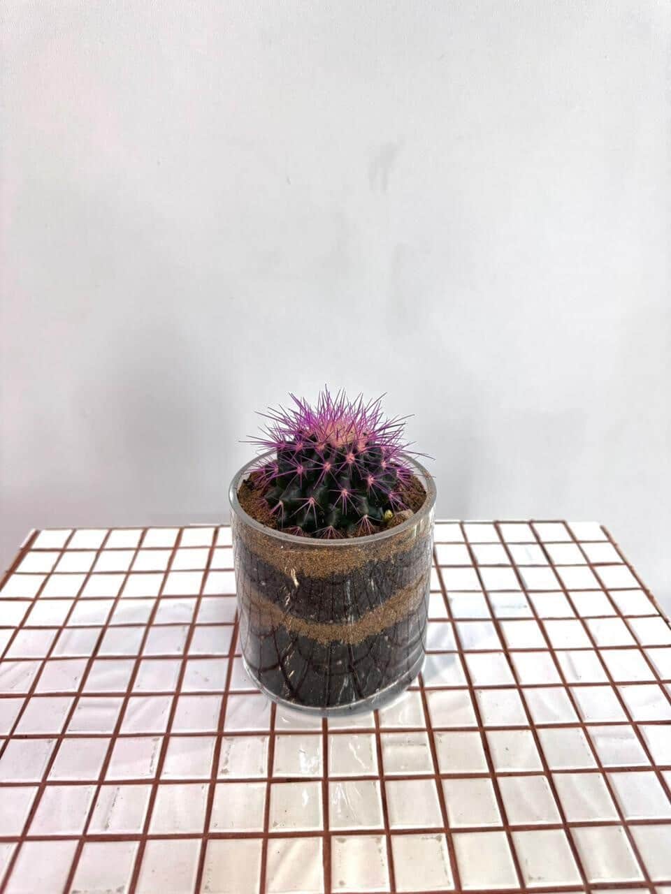 Echinocactus in glass