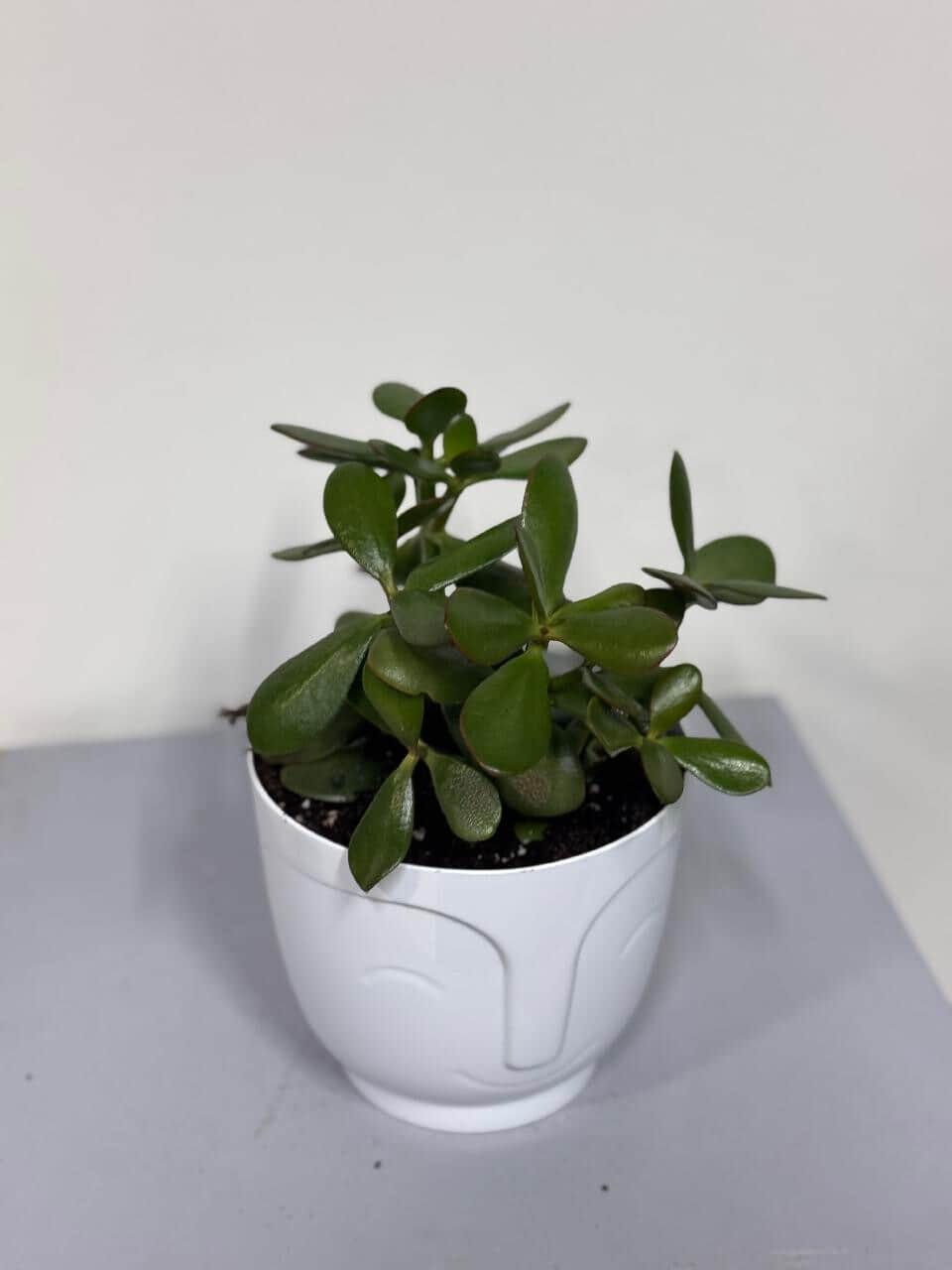 (crassula) money tree (replanted) in a planter