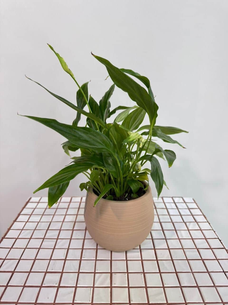 Bouquet 2 (copy spathiphyllum in a planter)