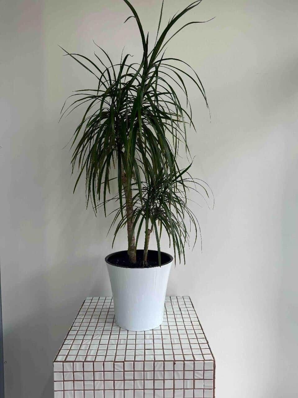 Dracaena Маргината (replanted)