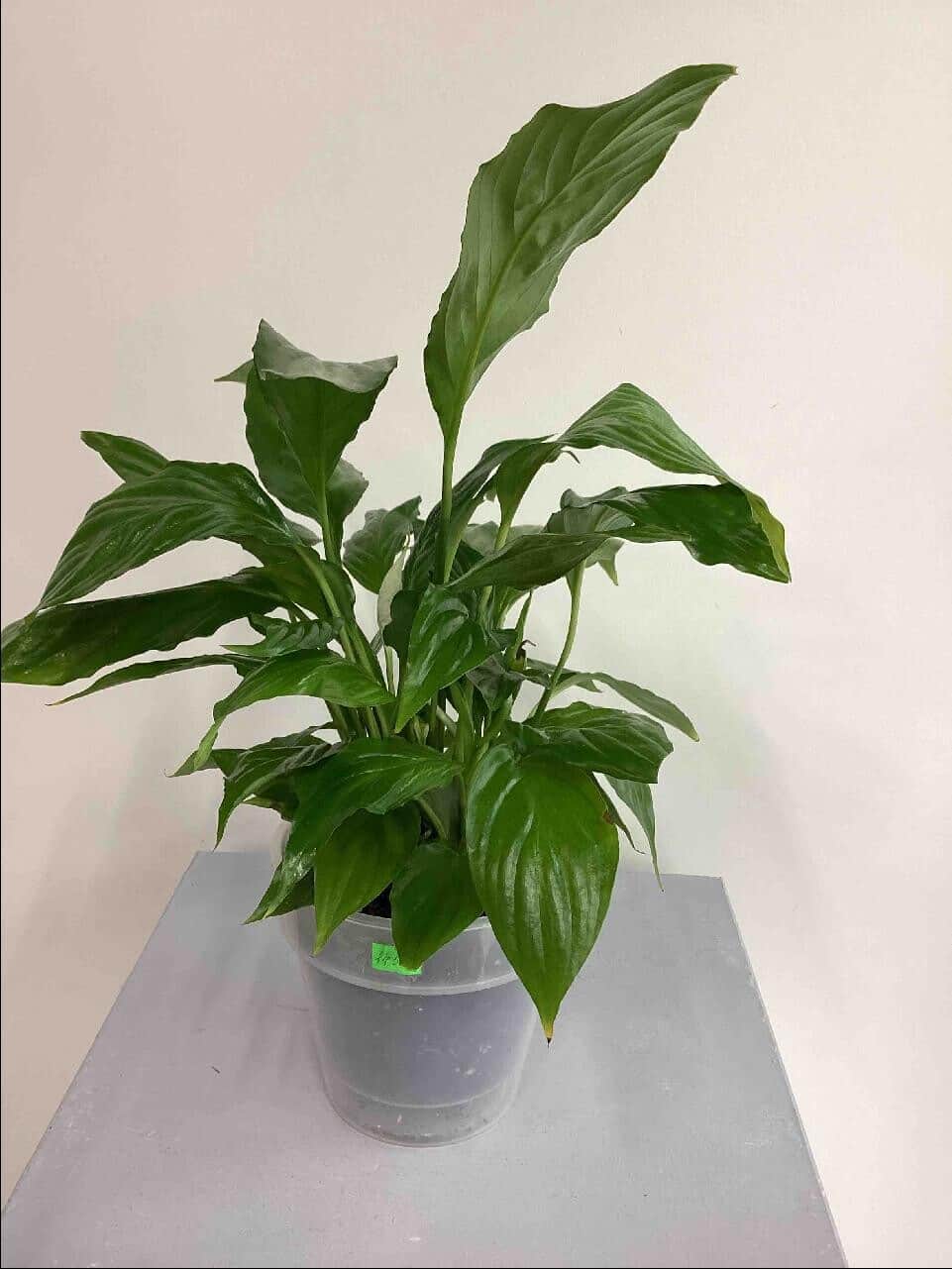 (replanted) spathiphyllum