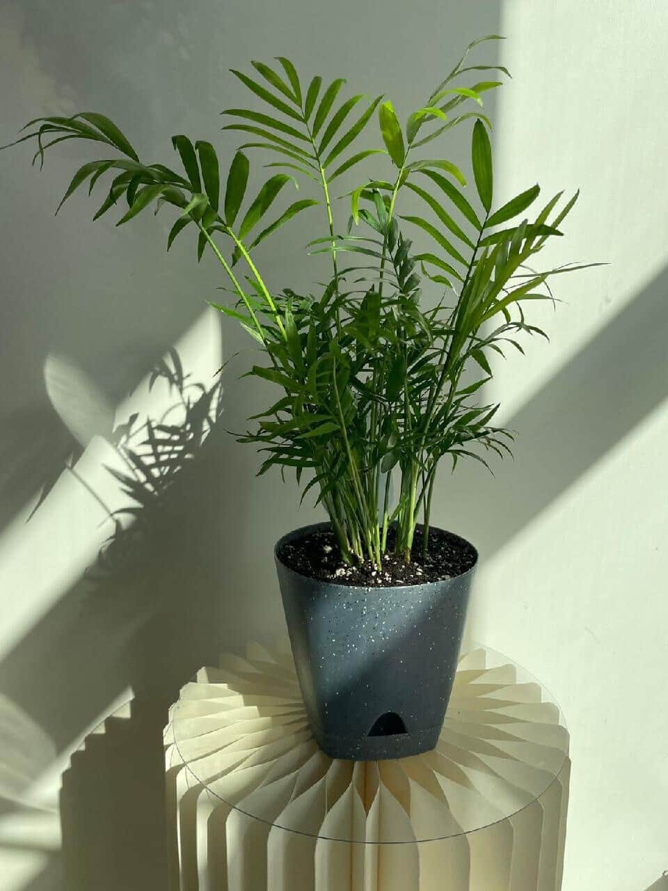 Chamaedorea (replanted)