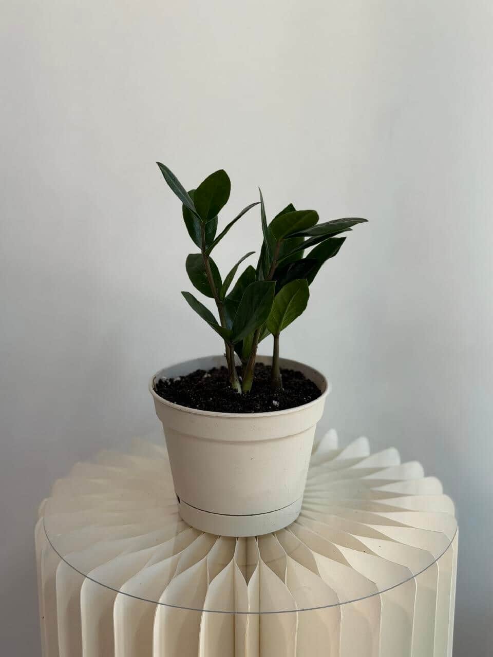 Zamioculcas (replanted)