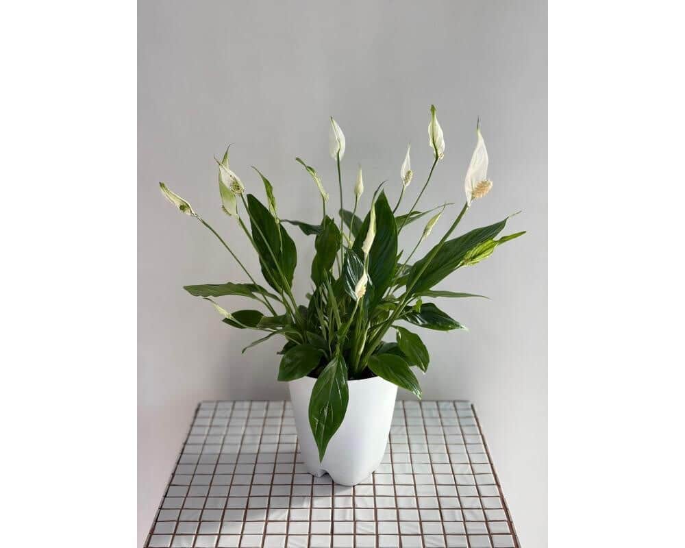 Bouquet 2 (copy spathiphyllum (replanted))