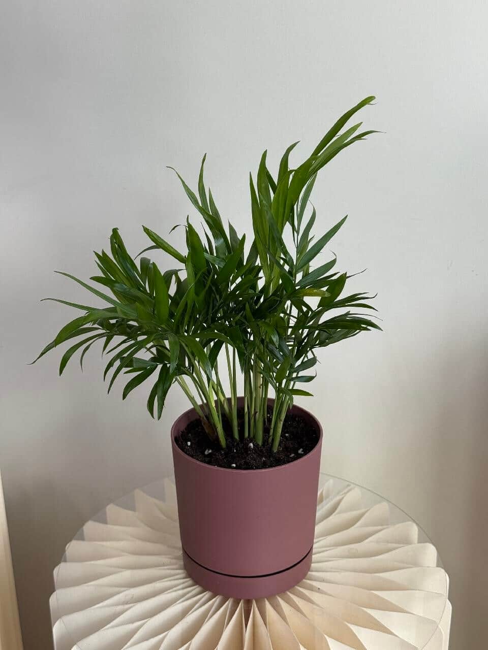 Bouquet 2 (copy chamaedorea (replanted))