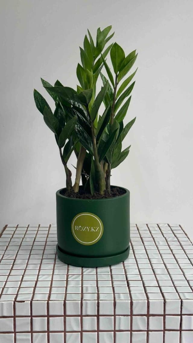 Zamioculcas in a ceramic planter