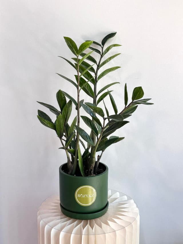 Zamioculcas in a ceramic planter