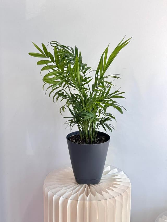 Chamaedorea (replanted)