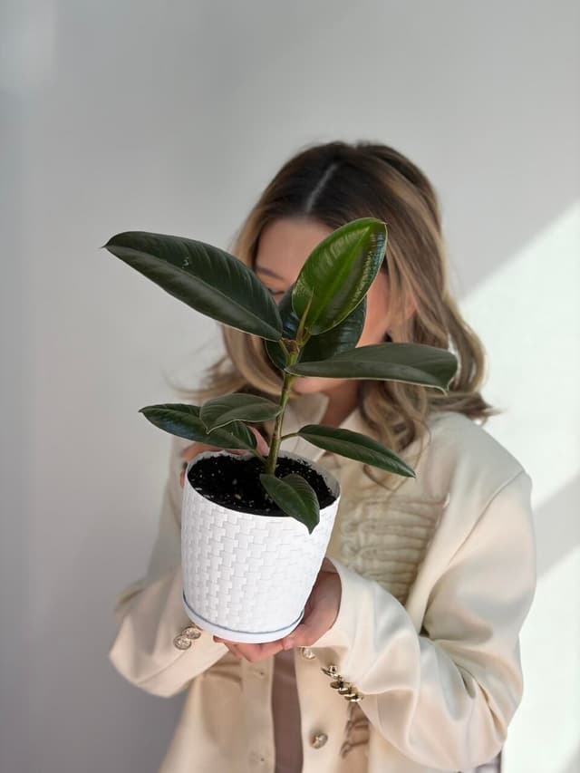 Ficus (replanted) in a planter