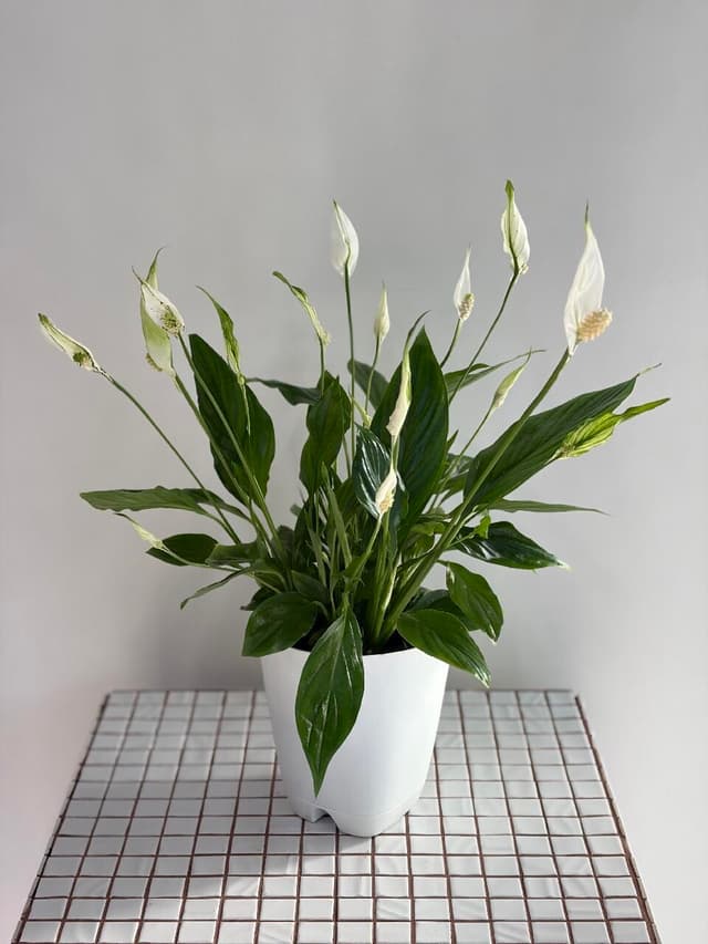 Spathiphyllum (replanted)
