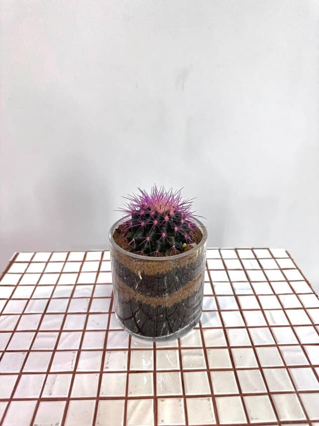 Echinocactus in glass