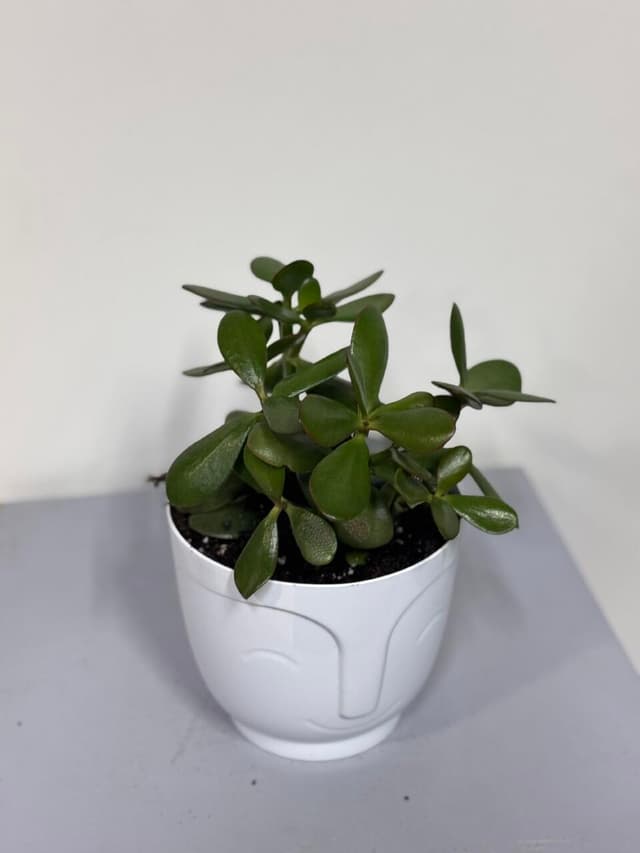 (crassula) money tree (replanted) in a planter