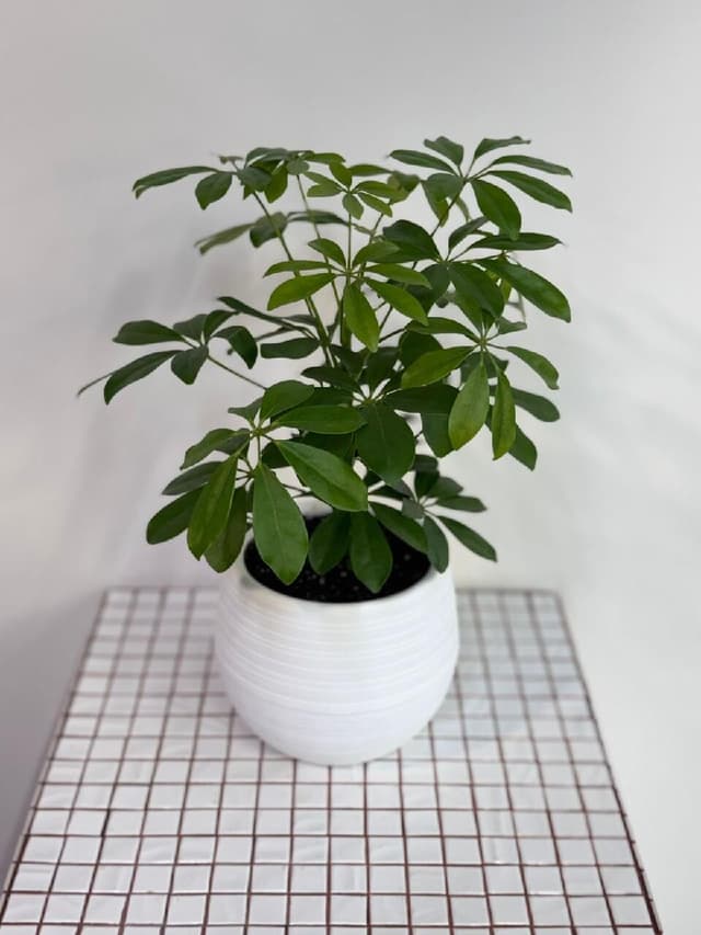 Schefflera (replanted) in a planter