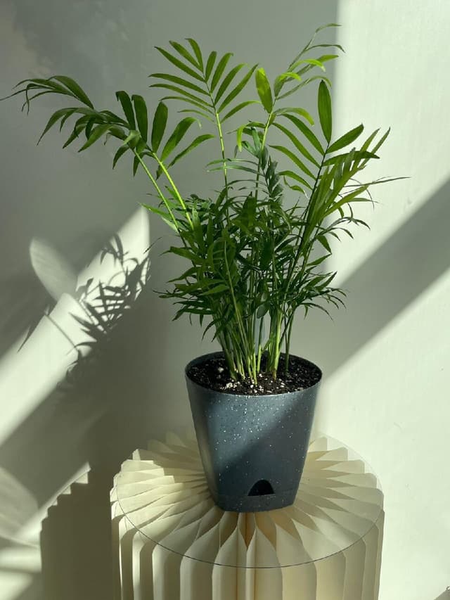 Chamaedorea (replanted)