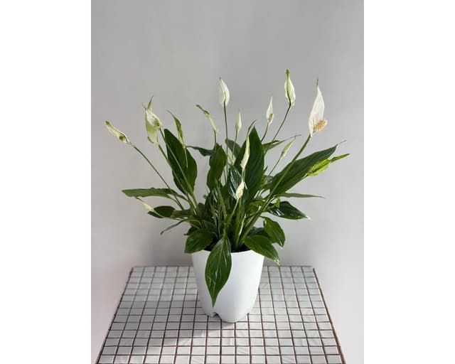 Bouquet 2 (copy spathiphyllum (replanted))