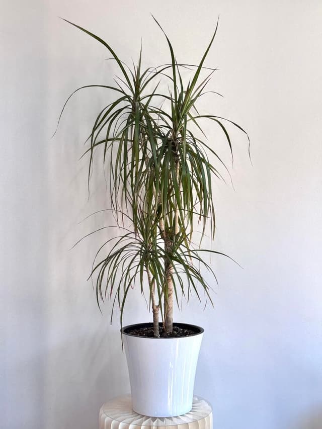 Dracaena Marginata (replanted) — Soil 5 l.