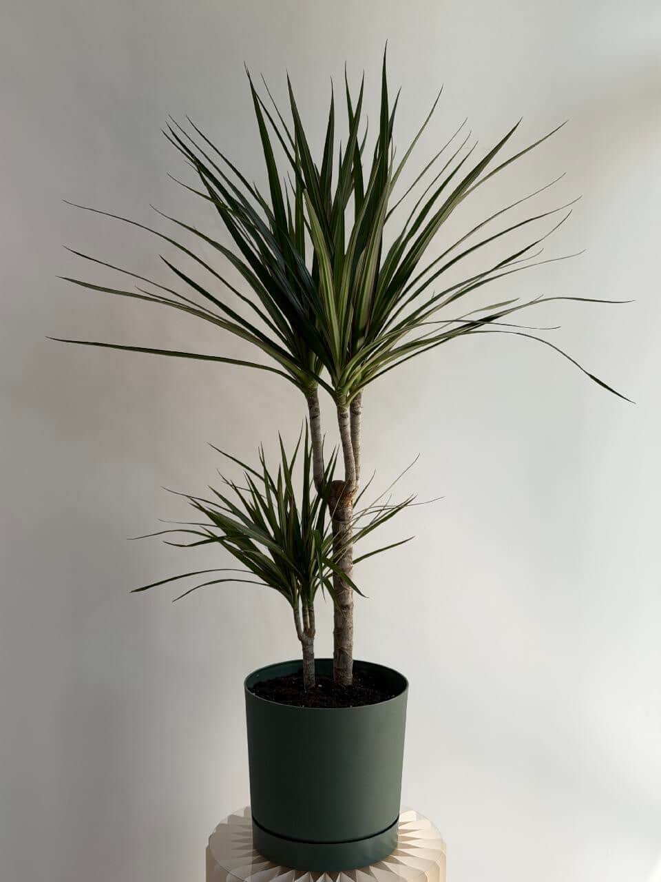 Dracaena in a planter
