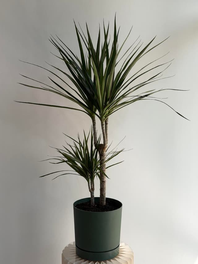 Dracaena in a planter