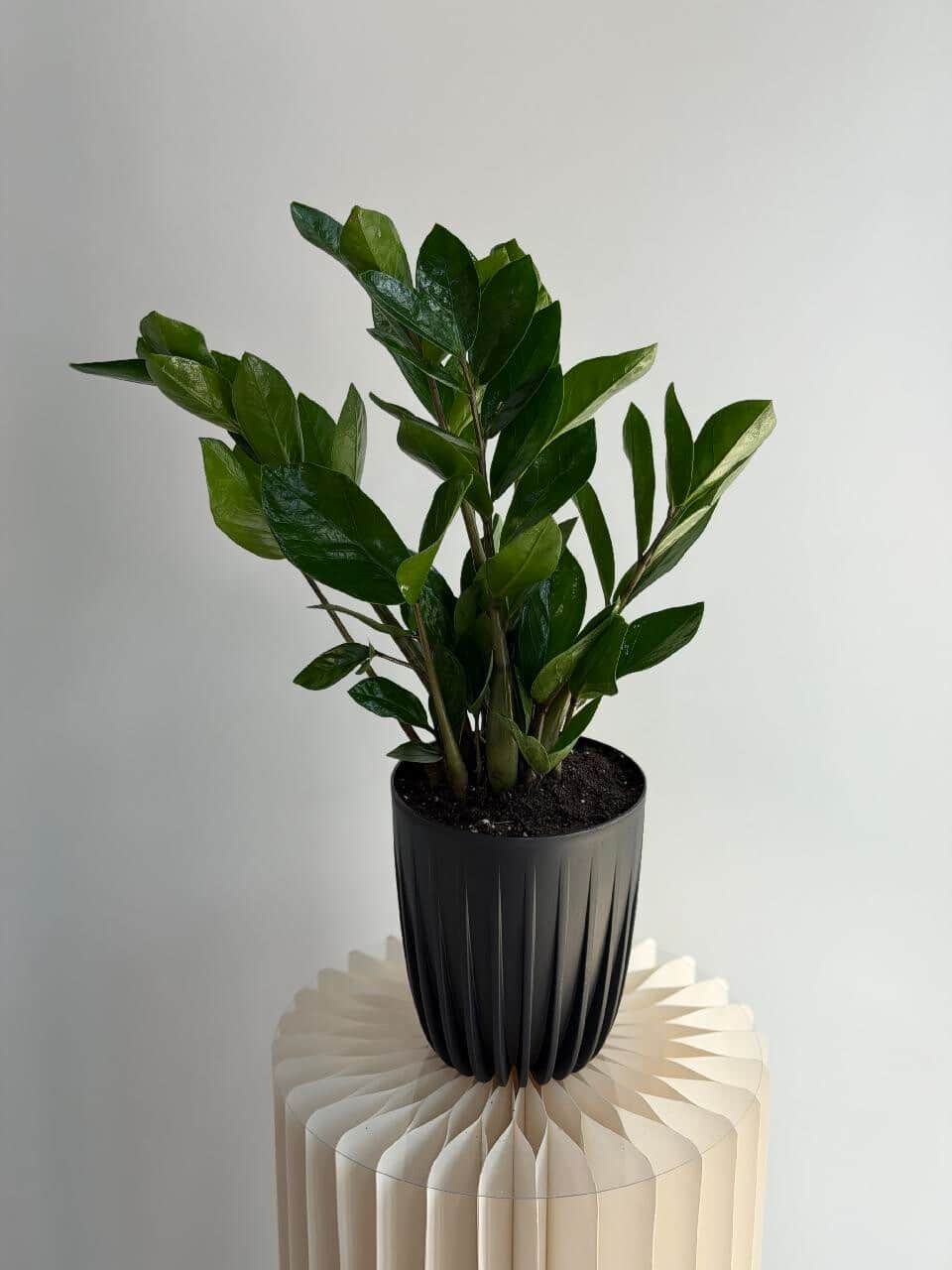 Zamioculcas in a planter