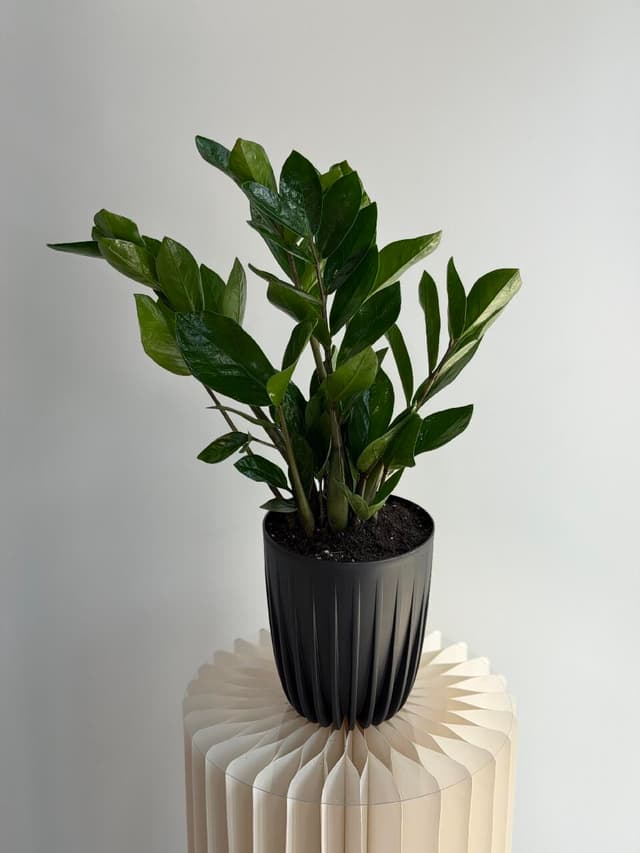 Zamioculcas in a planter