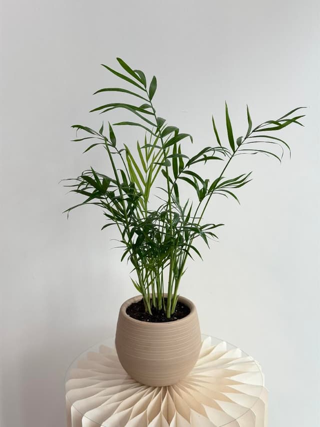 Chamaedorea, (replanted) in a planter