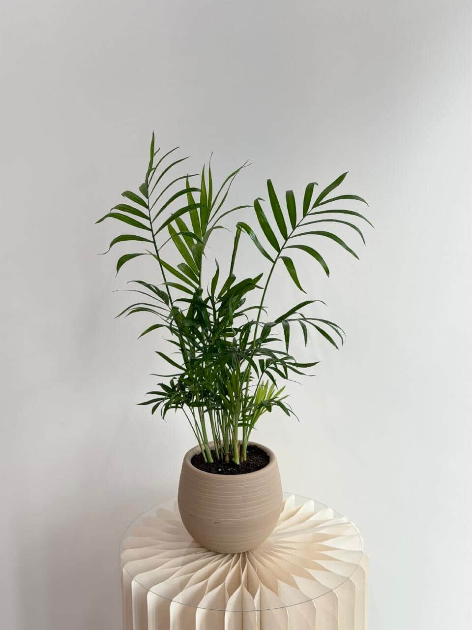 Chamaedorea in a planter