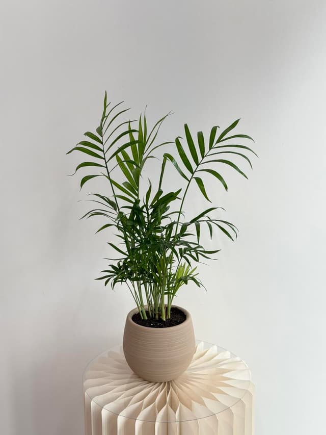 Chamaedorea in a planter