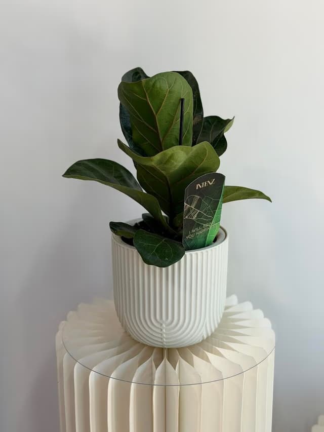 Ficus Lyrata (replanted)