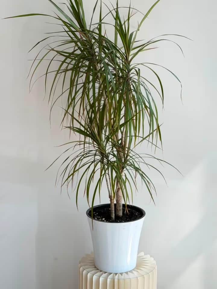 Dracaena repotted in a planter